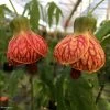 Abutilon Striatum Redvein -Magasin De Plantes Abutilon redvein IF 17337 1