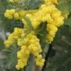 Acacia Dealbata Gaulois Astier GREFFE - Mimosa Des Fleuristes -Magasin De Plantes Acacia dealbata Gaulois Astier GREFFE 85885 1