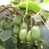 Kiwi Arguta Issai (autofertile) - Kiwaï - Actinidia Arguta -Magasin De Plantes Actinidia Issai 42856 1