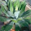 Agave Parryi Neomexicana -Magasin De Plantes Agave parryi neomexicana 83226 1