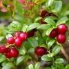 Airelle Rouge Red Pearl - Vaccinium Vitis-idaea 1 Airelle Rouge Red Pearl - Vaccinium Vitis-idaea -Magasin De Plantes Airelle rouge Red Pearl Vaccinium vitis idaea copyright 1010511 1