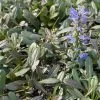 Ajuga Noble Nightingale - Bugle Rampante 1 Ajuga Noble Nightingale - Bugle Rampante -Magasin De Plantes Ajuga Noble Nighlingale IF 17604 1