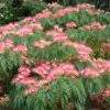 Albizia Julibrissin Ombrella - Arbre à Soie -Magasin De Plantes Albizia julibrissin Ombrella ld wlcutler 781540 1