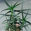 Aloe Striatula - Aloès Arbustif