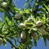 Amandier Aï Bio - Prunus Dulcis -Magasin De Plantes Amandier Ai Bio Prunus dulcis LD 17811 1