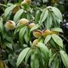 Amandier Nain Autofertile Fruit Me Almond Me - Prunus Dulcis -Magasin De Plantes Amandier nain autofertile Fruit me Almond me Prunus dulcis copyright 16221 1
