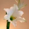 Amaryllis Amputo -Magasin De Plantes Amaryllis Amputo 82353 1