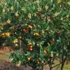 Arbutus Unedo Atlantic - Arbousier -Magasin De Plantes Arbutus unedo 82783 1
