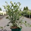 Aronia Melanocarpa Autumn Magic -Magasin De Plantes Aronia melanocarpa Autumn Magic NOBLE 83947 1