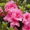 Azalée Hybride ENCORE® Empress 1 Azalée Hybride ENCORE® Empress -Magasin De Plantes Azalea Encore Empress 88771 1