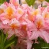 Azalée De Chine Demoiselles De Boutiguery Callista - Rhododendron Hybride 2 Azalée De Chine Demoiselles De Boutiguery Callista - Rhododendron Hybride -Magasin De Plantes Azalee de Chine Demoiselles de Boutiguery Callista Rhododendron hybride IF 18439 1