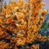 Berberis Linearifolia Orange King - Epine-vinette 2 Berberis Linearifolia Orange King - Epine-vinette -Magasin De Plantes Berberis linearifolia Orange King Epine vinette 83955 1