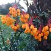 Berberis Lologensis Apricot Queen - Epine-vinette. -Magasin De Plantes Berberis lologensis Apricot Queen 83956 1