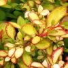 Berberis Thunbergii Limoncello - Epine-vinette -Magasin De Plantes Berberis thunbergii Limoncello 87377 1
