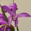 Bletilla Striata Soryu Blue Dragon - Orchidée Jacinthe Bleue -Magasin De Plantes Bletilla striata Soryu V 5034 1