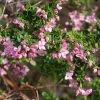 Boronia Crenulata Shark Bay - Boronie à Feuilles Crénelées -Magasin De Plantes Boronia crenulata Shark Bay 100406 1