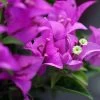 Bougainvillier Violet De Mèze -Magasin De Plantes Bougainvillea spectoglabra Violet de meze 83235 1