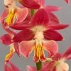 Calanthe Red Sunset - Orchidée Vivace -Magasin De Plantes Calanthe Red Sunset Orchidee vivace IF 18957 1