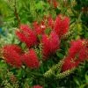Callistemon (x) Laevis -Magasin De Plantes Callistemon x laevis 83242 1