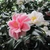 Camélia Lady Vansittart - Camellia Japonica -Magasin De Plantes Camellia Lady Vansittart 85271 1