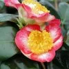 Camélia Okan - Camellia Japonica De Higo -Magasin De Plantes Camellia Ohkan IF 17347 1
