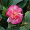 Camélia D'automne - Camellia Sasanqua Choji Guruma -Magasin De Plantes Camellia sasanqua Choji Guruma 0566002 1