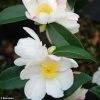Camélia D'automne - Camellia Sasanqua Survivor -Magasin De Plantes Camellia sasanqua Survivor 9676 1
