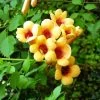 Campsis Radicans Judy - Bignone De Virginie -Magasin De Plantes Campsis radicans Judy 681443 1