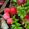 Canneberge Early Black - Vaccinium Macrocarpon - Cranberry -Magasin De Plantes Canneberge Early Black 78040 1