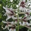 Cardiocrinum Giganteum - Lis Géant De L'Himalaya -Magasin De Plantes Cardiocrinum giganteum 82943 1