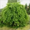 Carpinus Betulus Pendula - Charme Commun Pleureur