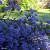 Céanothe Blue Sapphire -Magasin De Plantes Ceanothus Blue Sapphire 87735 1