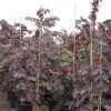 Cercis Canadensis Ruby Falls – Arbre De Judée Pleureur, Nain Et Pourpre -Magasin De Plantes Cercis canadensis Ruby Falls 82956 1