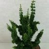 Faux Cyprès Du Japon - Chamaecyparis Obtusa Chirimen -Magasin De Plantes Chamaecyparis obtusa Chirimen 627002 1