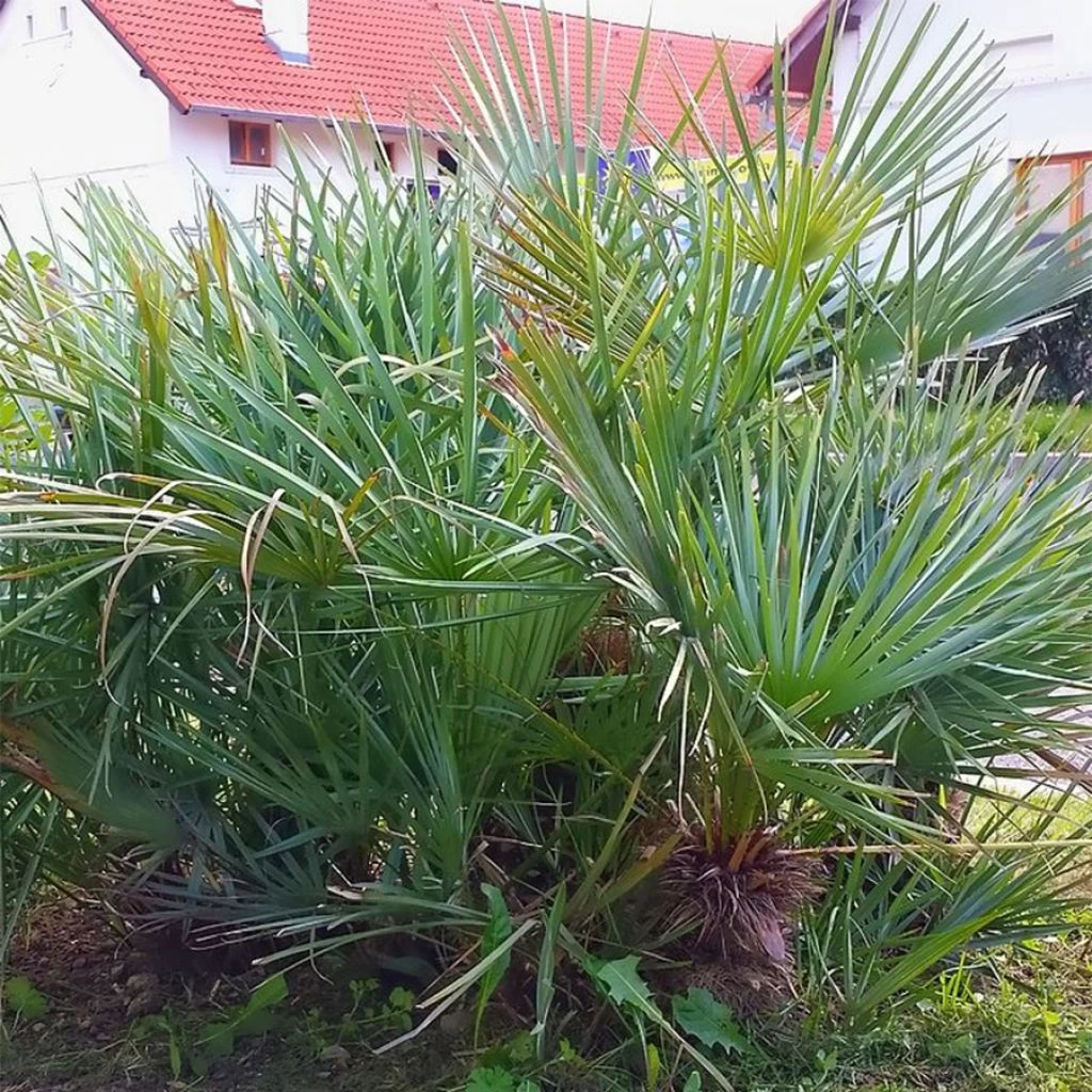 Chamaerops Humilis Cerifera - Palmier Nain Bleuté 3 Chamaerops Humilis Cerifera - Palmier Nain Bleuté