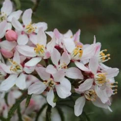 Choisya Apple Blossom - Oranger Du Mexique