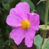 Cistus Creticus - Ciste De Crète 1 Cistus Creticus - Ciste De Crète -Magasin De Plantes Cistus creticus 781978 1