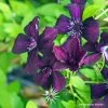 Clématite Viticella Dark Eyes 2 Clématite Viticella Dark Eyes -Magasin De Plantes Clematis Dark Eyes 87848 1