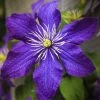 Clématite - Clematis Rhapsody -Magasin De Plantes Clematis Rhapsody copyright 10116711 1