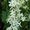 Clématite - Clematis Armandii Little White Charm -Magasin De Plantes Clematite Clematis armandii Little White Charm IF 6813641 1