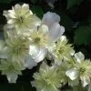 Clématite Montana Double Delight 2 Clématite Montana Double Delight -Magasin De Plantes Clematite Double Delight 83625 1