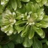 Clématite - Clematis Green Passion -Magasin De Plantes Clematite Green Passion 83600 1