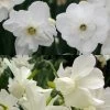 Collection Narcisses Blancs -Magasin De Plantes Collection Narcisses Blancs 82852 1