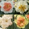 Collection Narcisses Papillons -Magasin De Plantes Collection Narcisses Papillons 82853 1