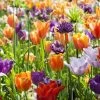 Collection Tulipes Orange-Violet -Magasin De Plantes Collection Tulipes Orange Violet 85528 1