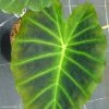 Colocasia Imperial Gigante - Oreille D'Eléphant -Magasin De Plantes Colocasia Imperial Gigante 83273 1