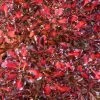 Coprosma Pacific Sunset 1 Coprosma Pacific Sunset -Magasin De Plantes Coprosma repens Pacific Sunset 88790 1
