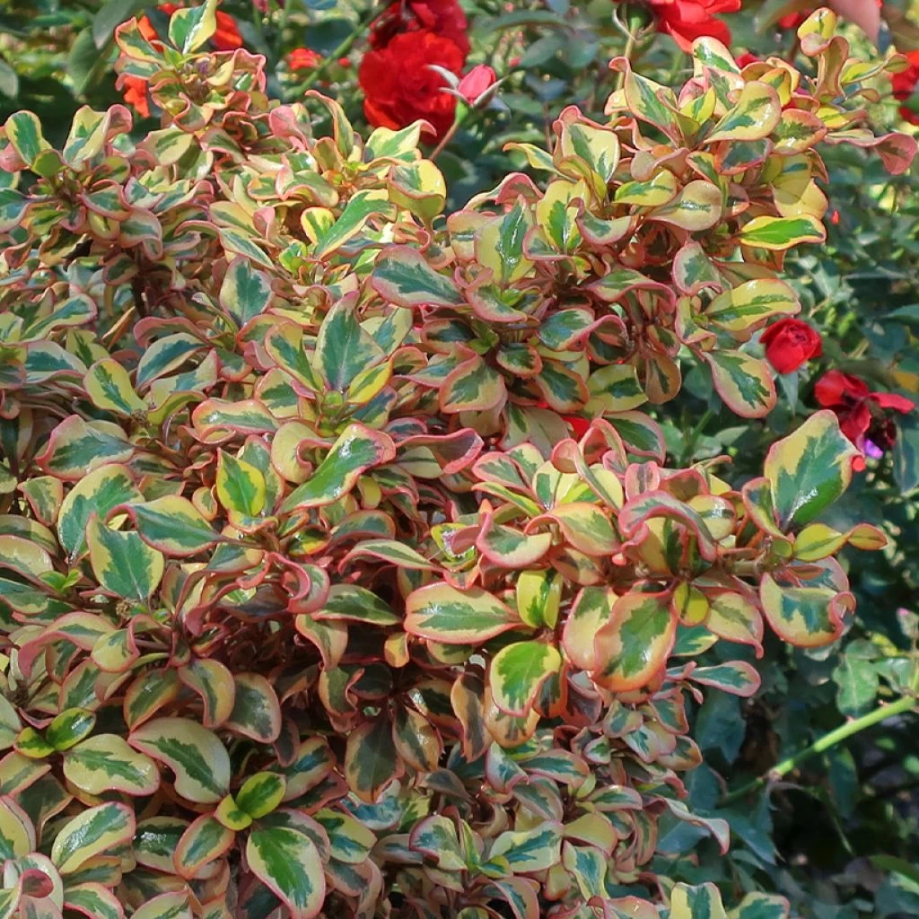 Coprosma Repens Pink Splendor 3 Coprosma Repens Pink Splendor