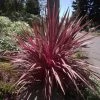 Cordyline Banksii Electric Pink 2 Cordyline Banksii Electric Pink -Magasin De Plantes Cordyline banksii Electric Pink 100458 1