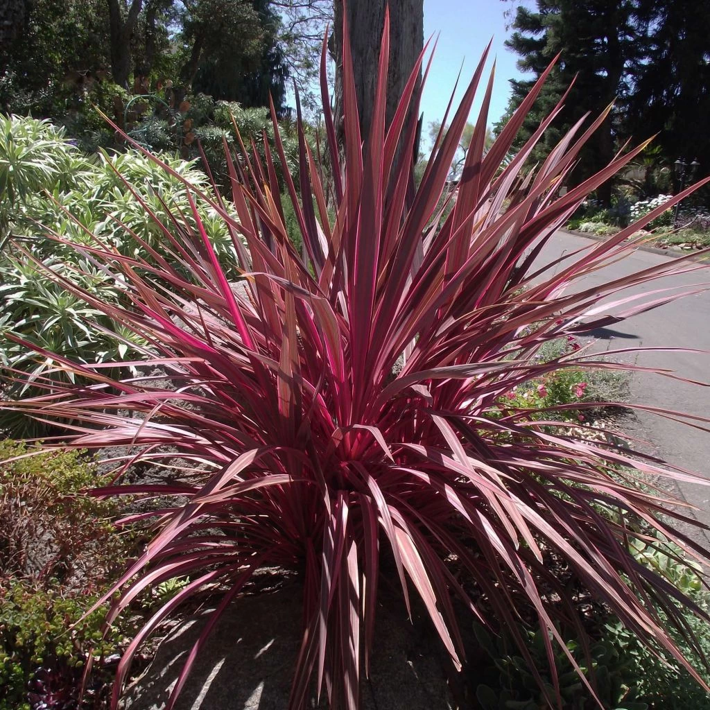Cordyline Banksii Electric Pink 3 Cordyline Banksii Electric Pink